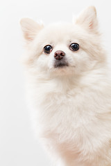 Image showing Pomeranian