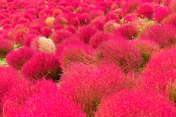 Image showing Red Bassia scoparia garden