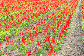 Image showing Salvia field,Tottori hanakairo Flower park
