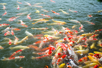 Image showing Koi fish