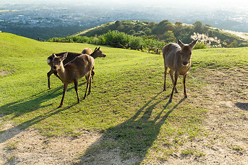 Image showing Deer at mountain