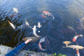 Image showing Feeding koi fish