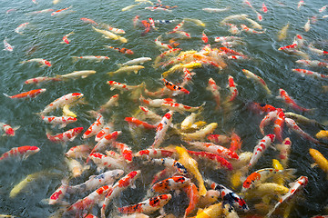Image showing Colorful Koi fish pond