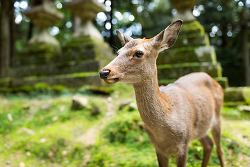 Image showing Deer in Japanese temple