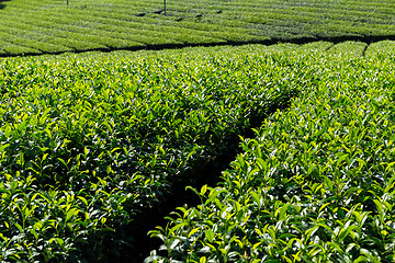 Image showing Green tea farm