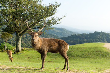 Image showing Wild stag deer