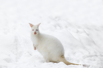 Image showing Red-necked Wallaby in snowy winter