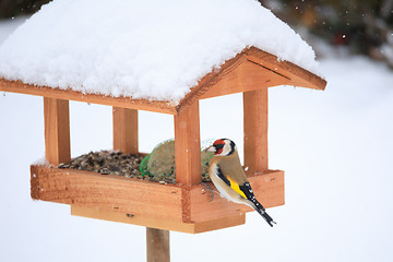 Image showing European goldfinch in simple bird feeder