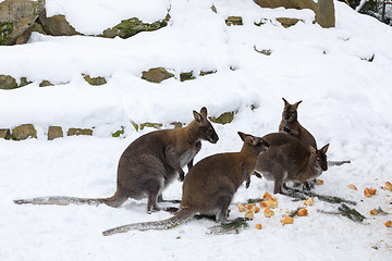 Image showing Red-necked Wallaby in snowy winter