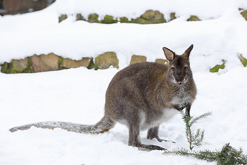 Image showing Red-necked Wallaby in snowy winter