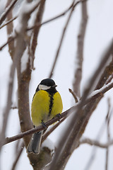 Image showing beautiful small bird great tit in winter