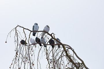 Image showing pigeons sitting on the branch in winter