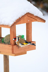 Image showing European goldfinch in simple bird feeder