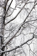 Image showing trees under snow