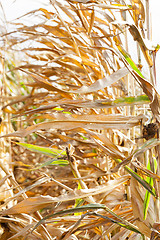 Image showing yellowed ripe corn