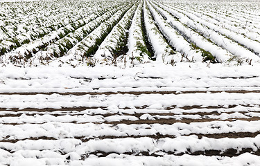 Image showing carrot harvest in the snow