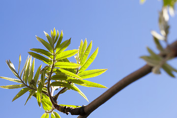 Image showing green leaves of mountain ash