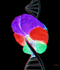 Image showing Brain and dna. 3d illustration. Anaglyph. View with red/cyan gla