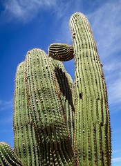 Image showing Giant Cactus