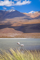 Image showing Pink flamingos in altiplano laguna, sud Lipez reserva, Bolivia