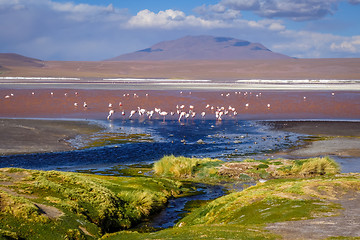 Image showing Laguna colorada in sud Lipez Altiplano reserva, Bolivia