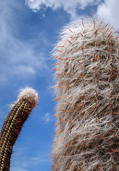 Image showing Hairy Cactus in the desert