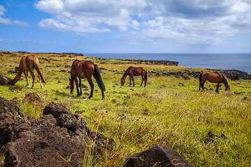 Image showing Horses on easter island cliffs