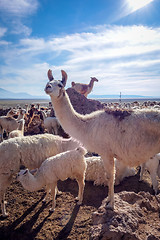 Image showing Lamas herd in Bolivia