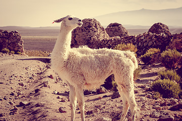 Image showing Lamas herd in Bolivia