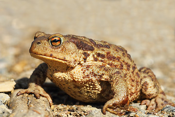 Image showing female common brown toad close up