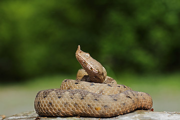 Image showing large female nose nosed viper on rock