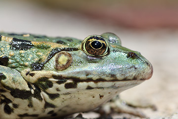 Image showing profile view of marsh frog head