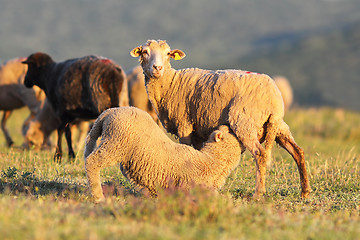 Image showing sheep feeding her youngster