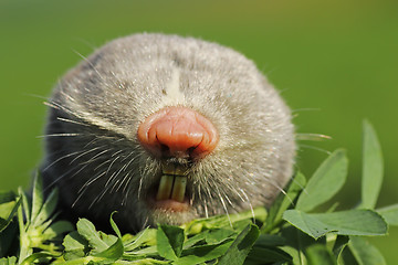 Image showing portrait of lesser mole rat