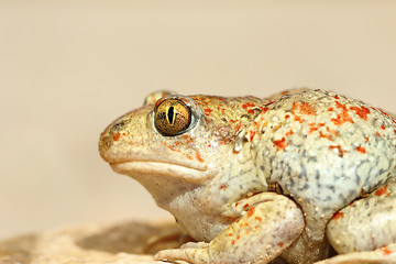 Image showing colorful garlic toad close up