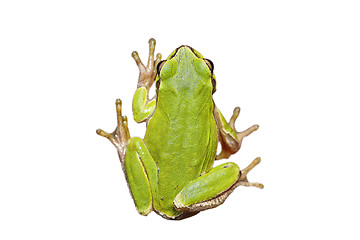 Image showing isolated cute european tree frog