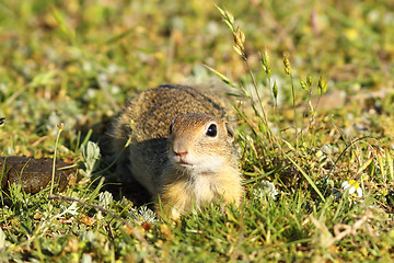 Image showing curious juvenile ground squirrel