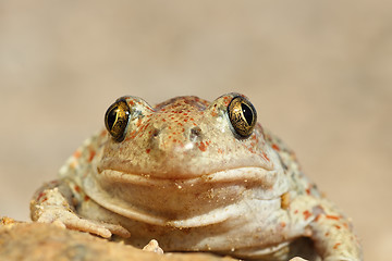 Image showing portrait of cute spadefoot toad