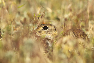 Image showing european ground squirrel hiding in the grass
