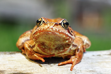 Image showing cute portrait of Rana temporaria