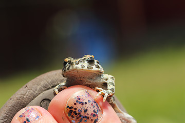 Image showing cute green toad on woman foot