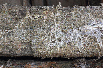 Image showing fungus attack on wooden beam