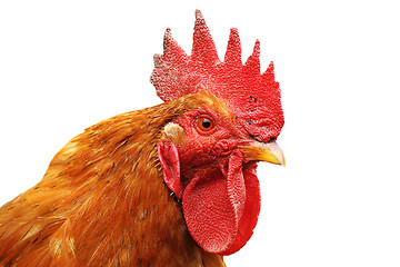 Image showing isolated portrait of colorful rooster