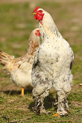 Image showing proud rooster in the farm yard