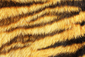 Image showing tiger stripes on real animal leather