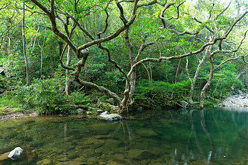 Image showing Forest and lake