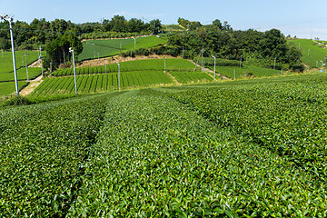 Image showing Fresh tea field