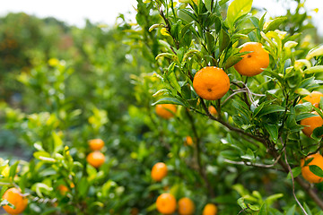 Image showing Persimmon tree