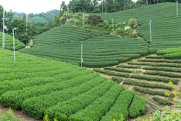 Image showing Green tea farm