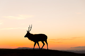 Image showing Deer buck in mountain at sunset